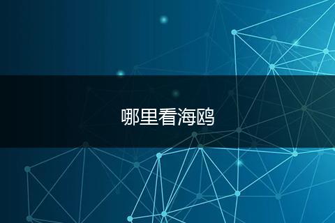 哪里看海鸥