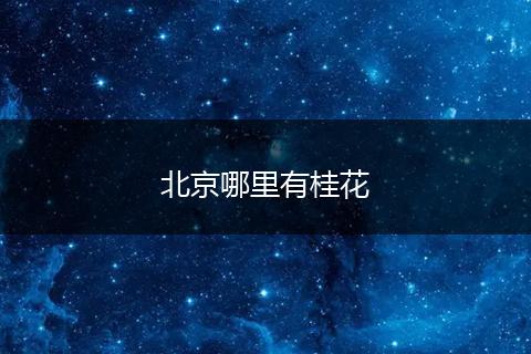 北京哪里有桂花