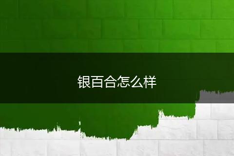 银百合怎么样