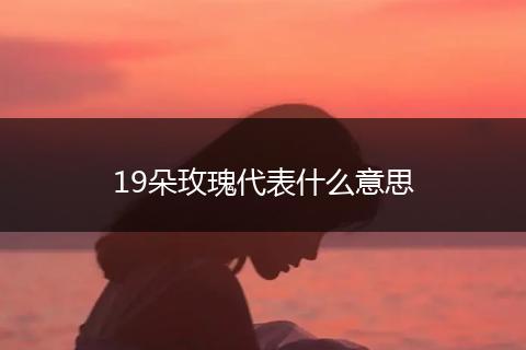 19朵玫瑰代表什么意思