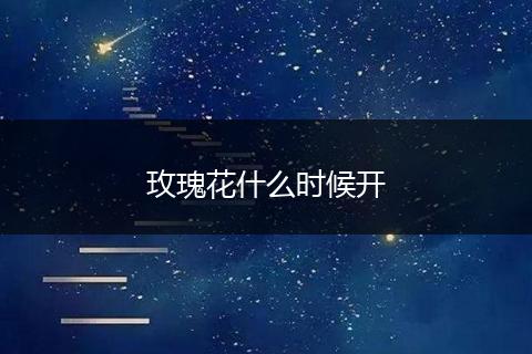 玫瑰花什么时候开