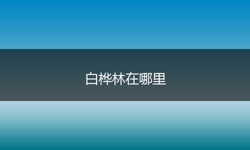 白桦林在哪里
