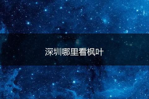 深圳哪里看枫叶