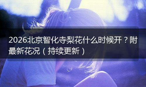 2026北京智化寺梨花什么时候开？附最新花况（持续更新）