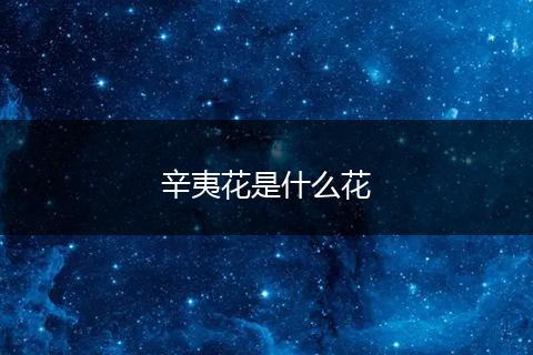 辛夷花是什么花