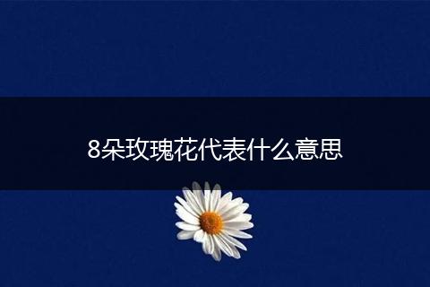 8朵玫瑰花代表什么意思