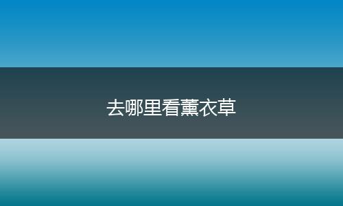 去哪里看薰衣草