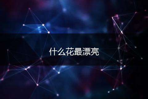 什么花最漂亮