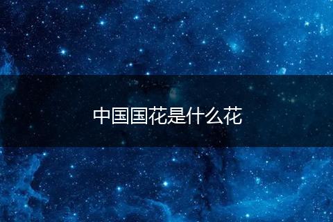中国国花是什么花