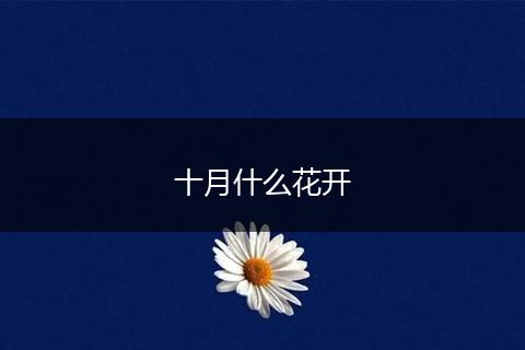 十月什么花开