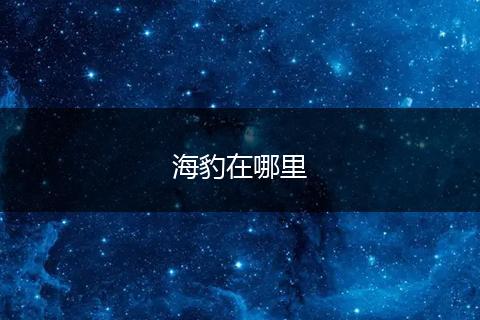 海豹在哪里