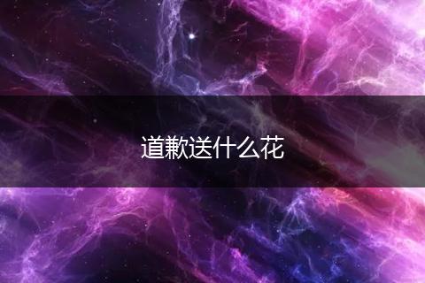 道歉送什么花