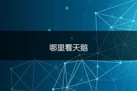哪里看天鹅
