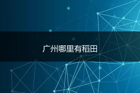 广州哪里有稻田