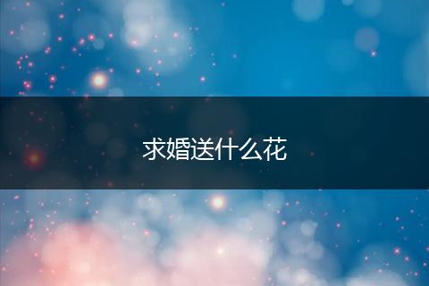 求婚送什么花
