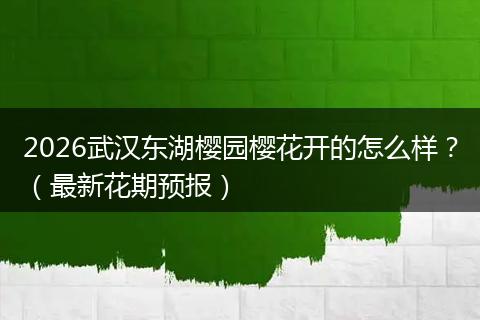 2026武汉东湖樱园樱花开的怎么样？（最新花期预报）